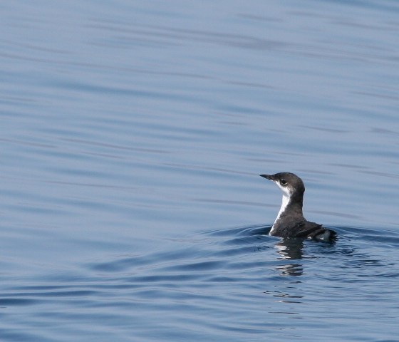 Xantus' Murrelet